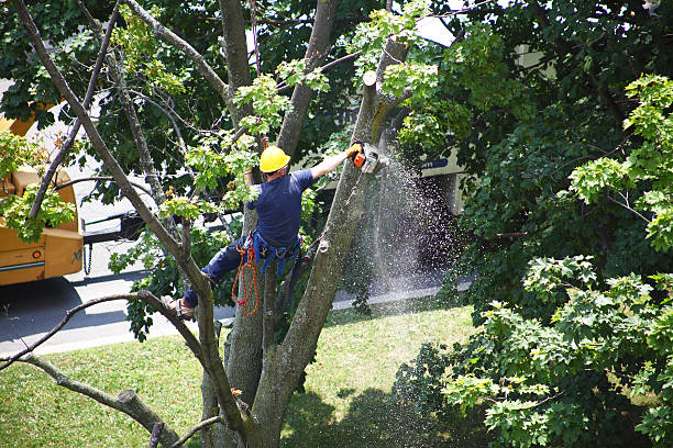 Trusted Samson, AL Tree Care Experts